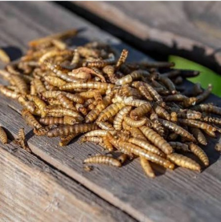 Insektenmix 1 kg